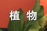 三年級(jí)科學(xué)下冊(cè)《植物新生命的開(kāi)始》教學(xué)設(shè)計(jì)