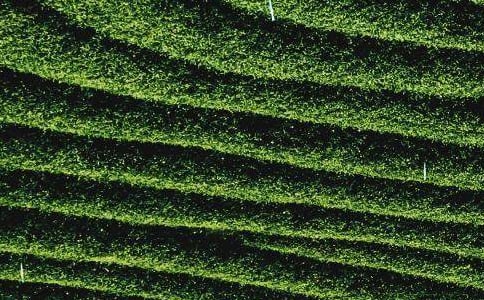 大學(xué)茶葉店商業(yè)計劃書