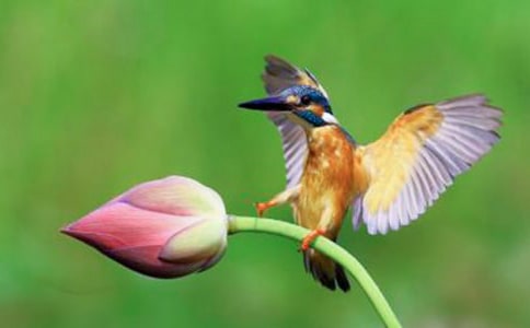 《翠鳥》第二課時(shí)的教學(xué)設(shè)計(jì)