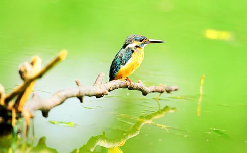 《翠鳥》第二課時教學(xué)設(shè)計