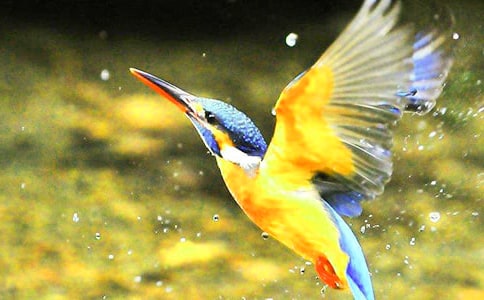 有關(guān)《翠鳥》的教學(xué)設(shè)計范文