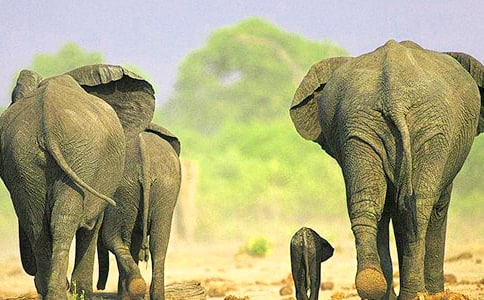 《螞蟻要搬大象》閱讀和答案