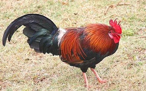 大公雞大班美術(shù)教案