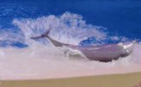 有趣的海豚的中班主題活動教案