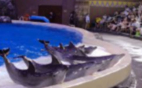 《海豚救人》優(yōu)秀教學(xué)反思精選