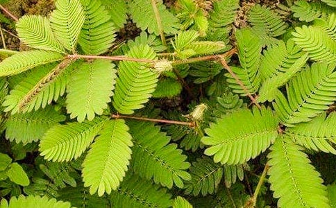 關(guān)于含羞草的作文