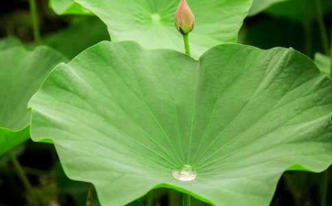 課文《荷葉圓圓》教學(xué)設(shè)計(jì)模板