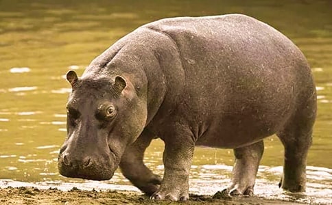 《不愛用手的小河馬》優(yōu)秀的教學(xué)反思(精選8篇)