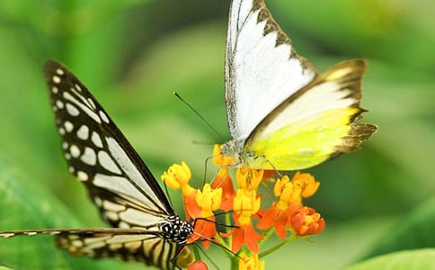 《蝴蝶的勇氣》閱讀答案