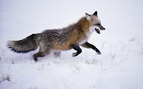 狐貍的卡通圖片簡(jiǎn)筆畫(huà)