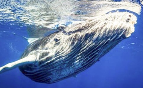 鯨魚遇險想象作文