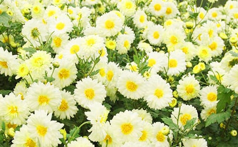 描寫(xiě)菊花品質(zhì)的詩(shī)句160句