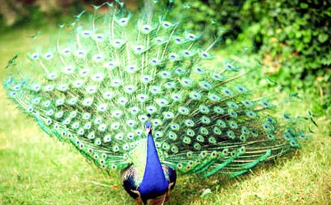 孔雀河邊的馬蘭花