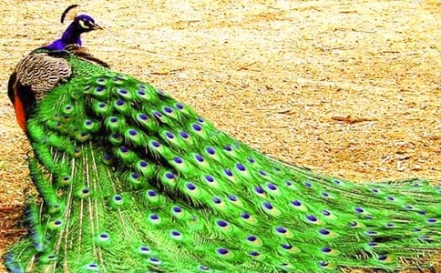 孔雀東南飛的文言文