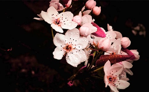 半窗梨花半窗夢散文