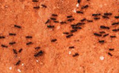 打螞蟻作文(通用15篇)