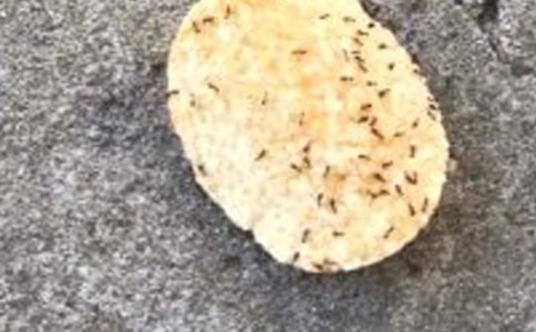 觀察螞蟻作文400字四篇