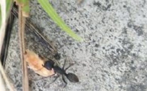 閱讀答案《螞蟻和蟬》