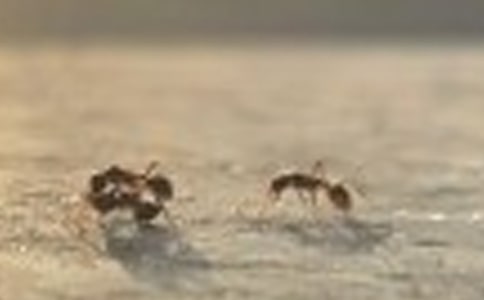 《螞蟻和蟈蟈》教案(精選20篇)