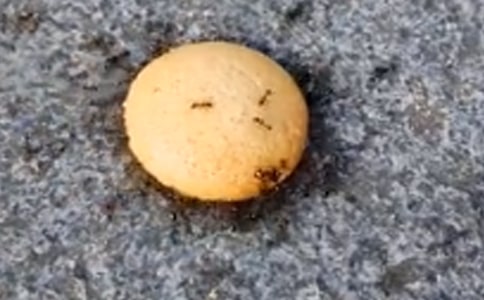 我發(fā)現(xiàn)螞蟻的秘密作文(集合15篇)