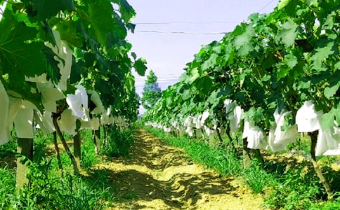 農(nóng)家樂(lè)策劃方案