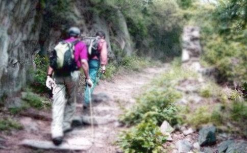 爬山虎現(xiàn)代文閱讀答案