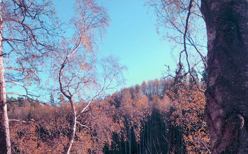 閱讀《冷暖秋日》的心情散文
