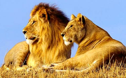 小獅子愛爾莎優(yōu)秀教案