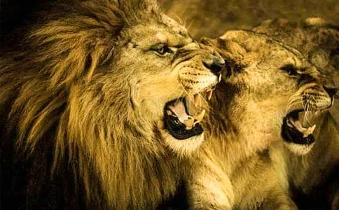 大班語(yǔ)言溫情的獅子教案