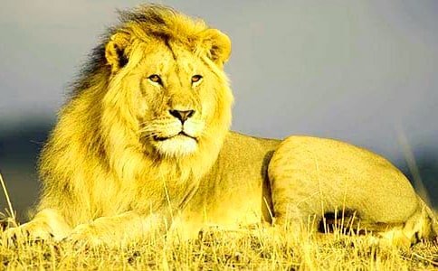 課文《兩只小獅子》優(yōu)秀教學(xué)設(shè)計模板