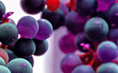 語言活動教案:水果寶寶去旅行