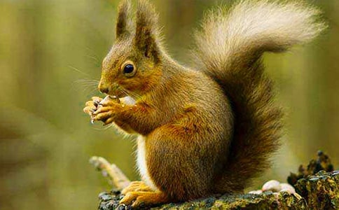 《松鼠和松果》的優(yōu)秀教學(xué)設(shè)計(jì)