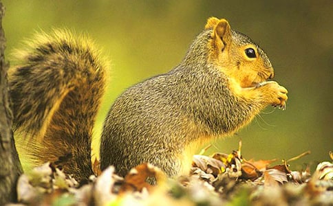 《那只松鼠》的教學(xué)設(shè)計(jì)范文