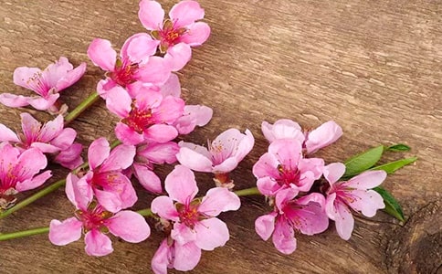 念落灼灼桃花十里