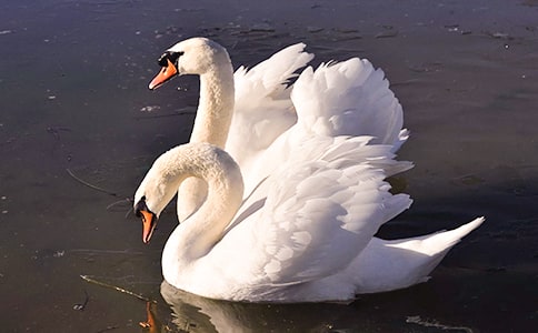 最新吹小號(hào)的天鵝的讀后感