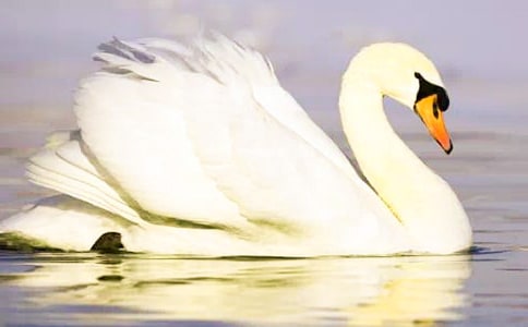 《天鵝》閱讀訓(xùn)練及答案