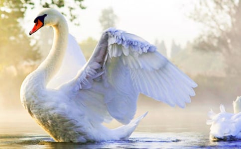 《天鵝、大蝦和梭魚》優(yōu)秀教學設(shè)計