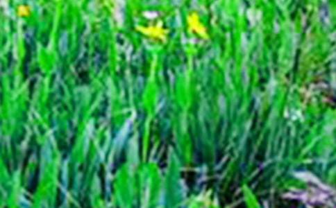 【熱門】田野作文300字八篇