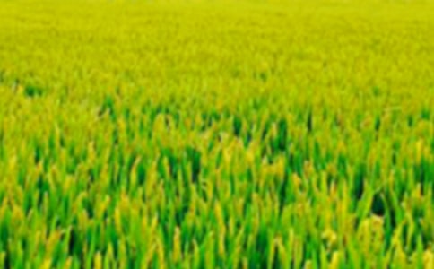 《田野上的白發(fā)》閱讀及答案