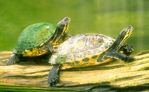 小班科學活動教案:小烏龜