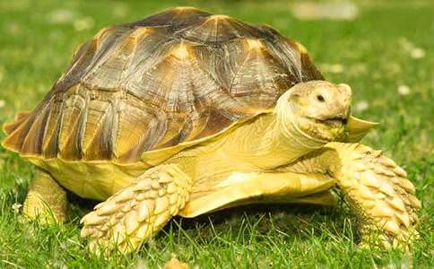 想飛的烏龜教學(xué)課件