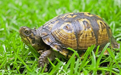 我的小烏龜小學(xué)作文300字