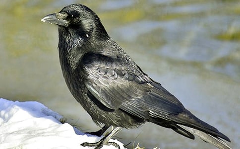 《烏鴉喝水》評課稿7篇