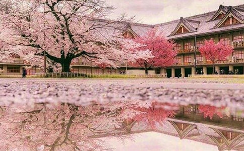 正是櫻花爛漫時(shí)美文欣賞