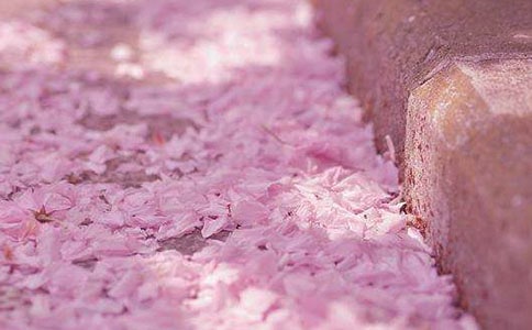 櫻花唯美句子簡短(精選240句)