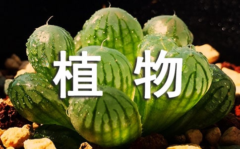 課文《植物媽媽有辦法》優(yōu)秀的教學(xué)設(shè)計