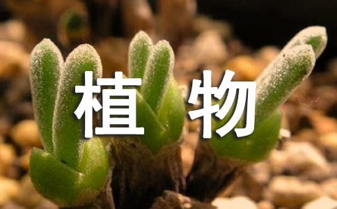 課文《植物媽媽有辦法》優(yōu)秀教學(xué)設(shè)計模板