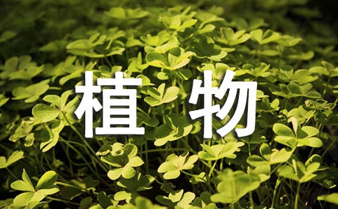 植物生長區(qū)域測定的實驗報告