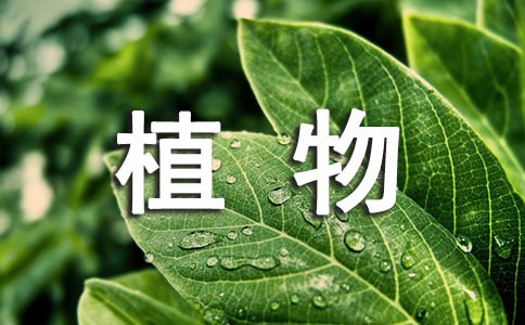 植物學(xué)野外實習(xí)報告