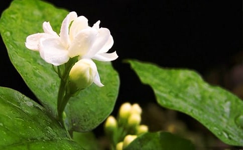 茉莉花香經(jīng)典散文